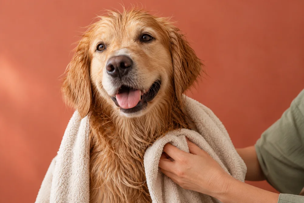 Luna, a Golden Retriever, being towel-dried after her bath